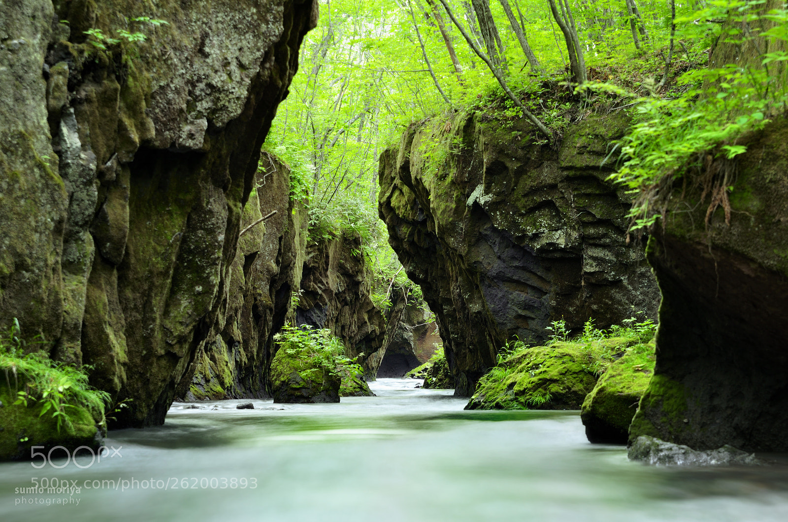 Nikon D750 sample photo. The planet of green photography