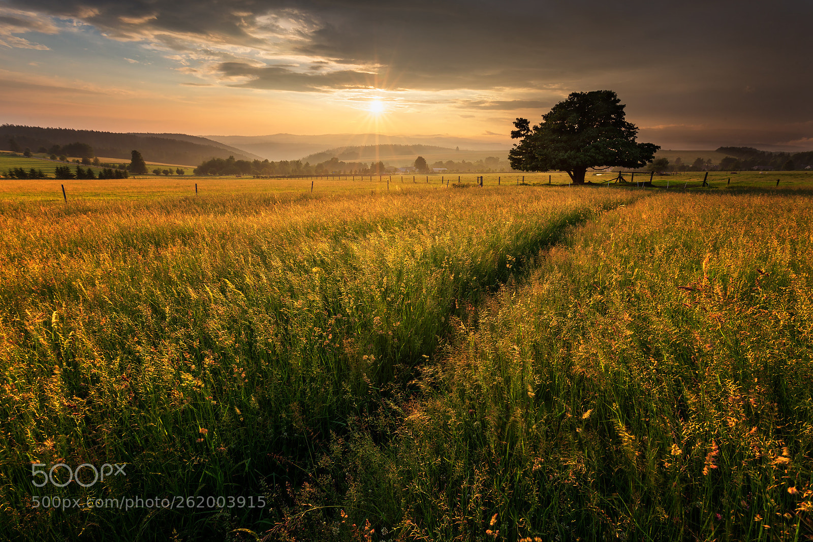 Canon EOS 6D sample photo. Evening in the pasture photography