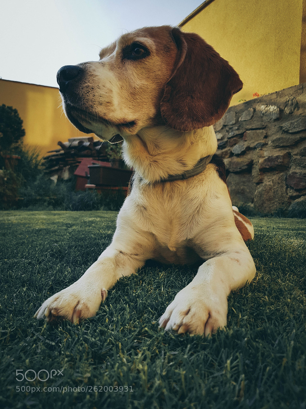 Samsung Galaxy S8 sample photo. Deny photography