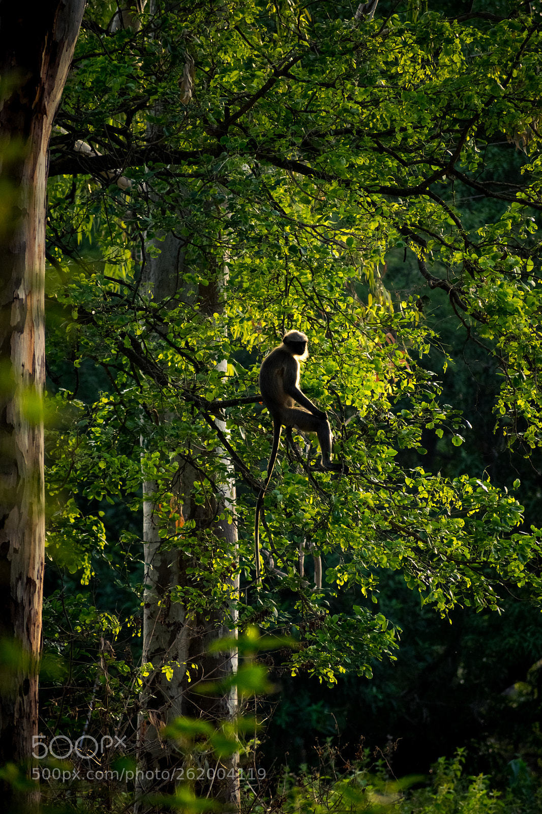 Nikon D5300 sample photo. Enlightned monkey photography