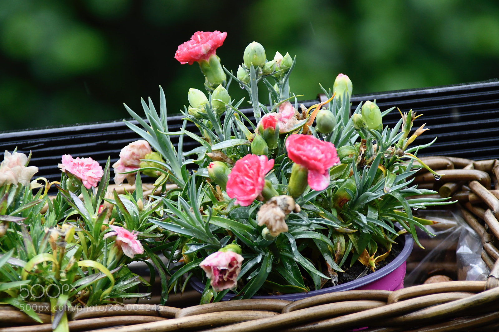 Nikon D7500 sample photo. Tiny rainy red roses photography