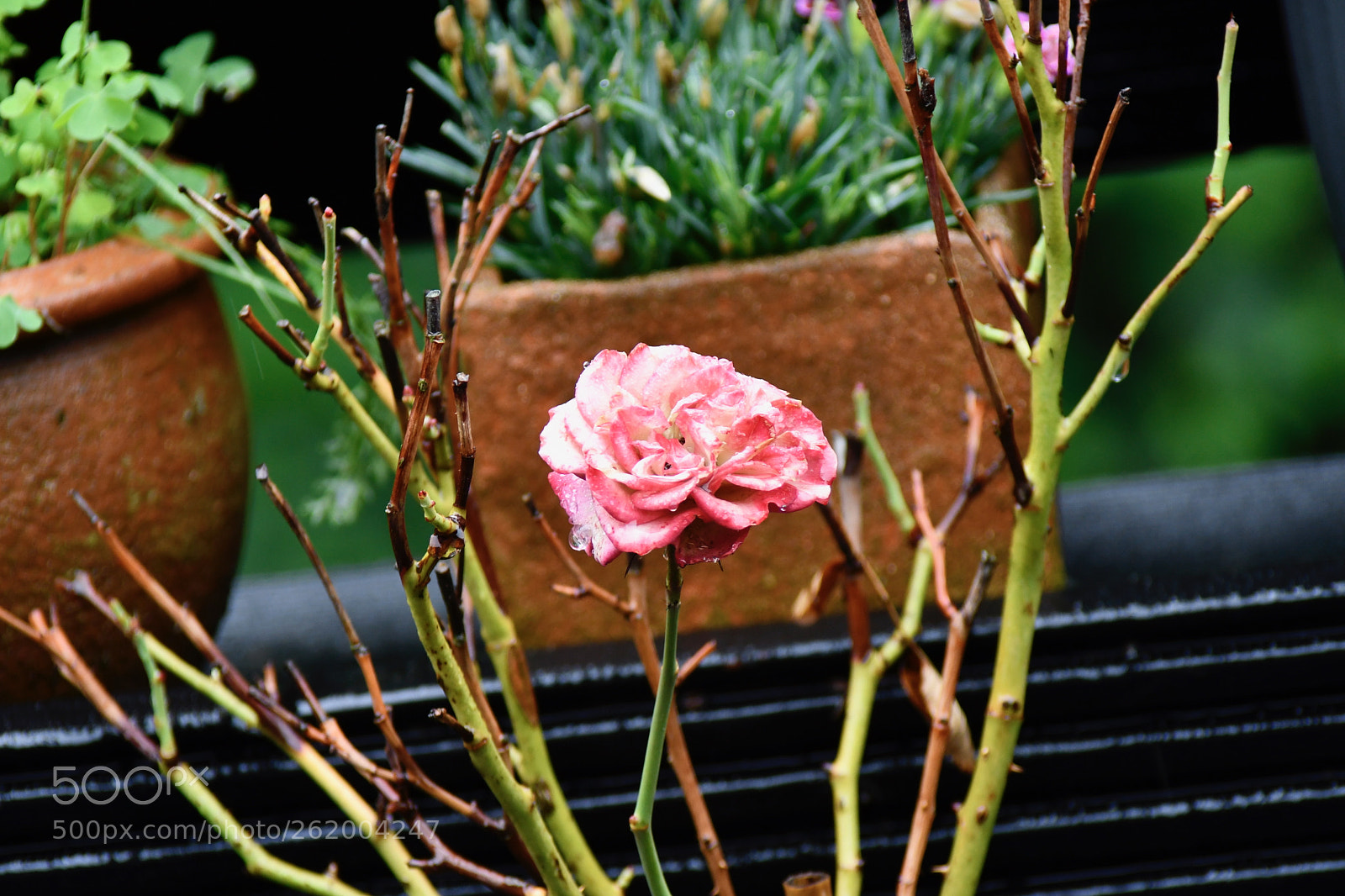 Nikon D7500 sample photo. Red rose in the photography