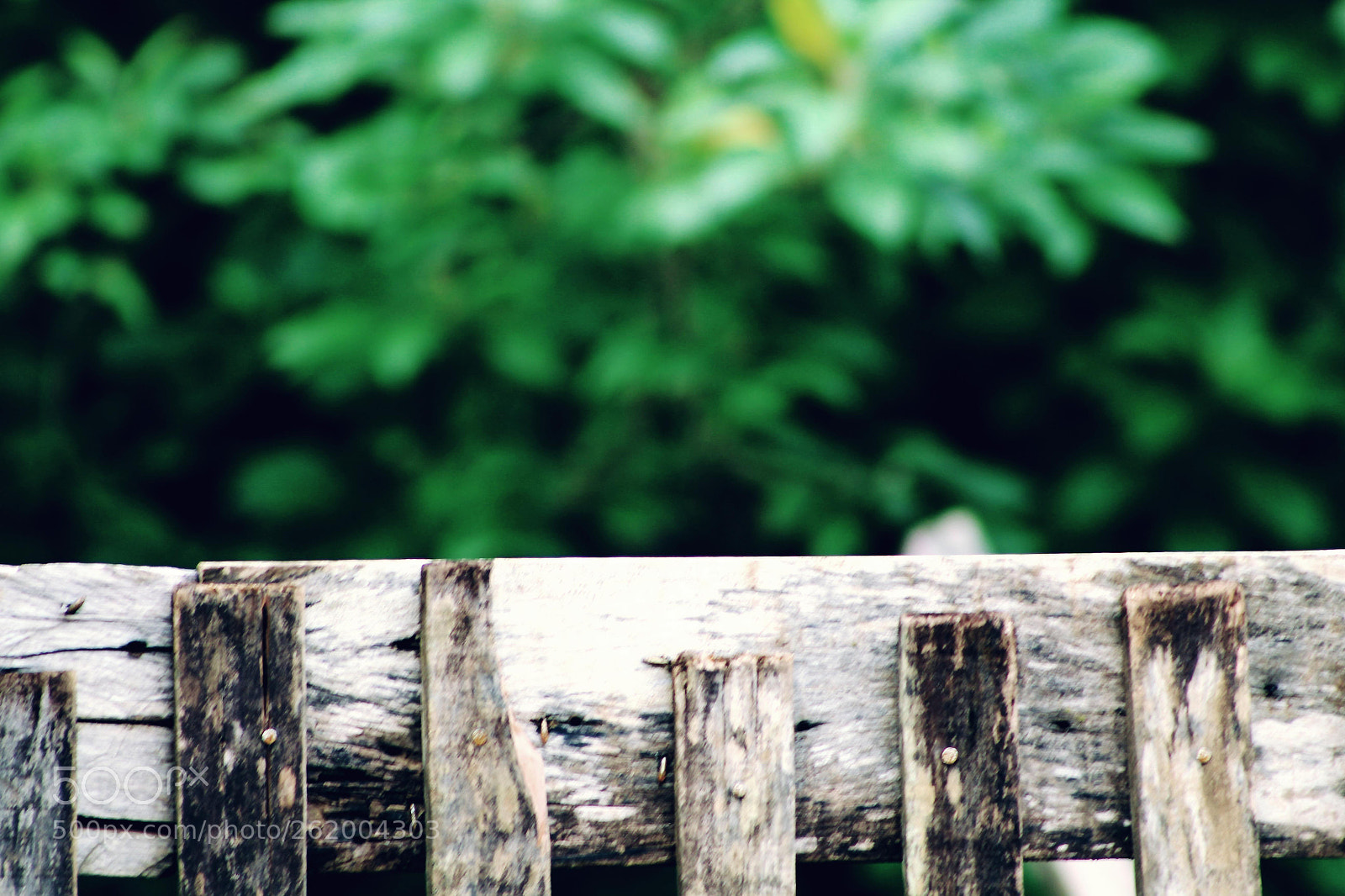 Canon EF 75-300mm f/4-5.6 sample photo. *** photography