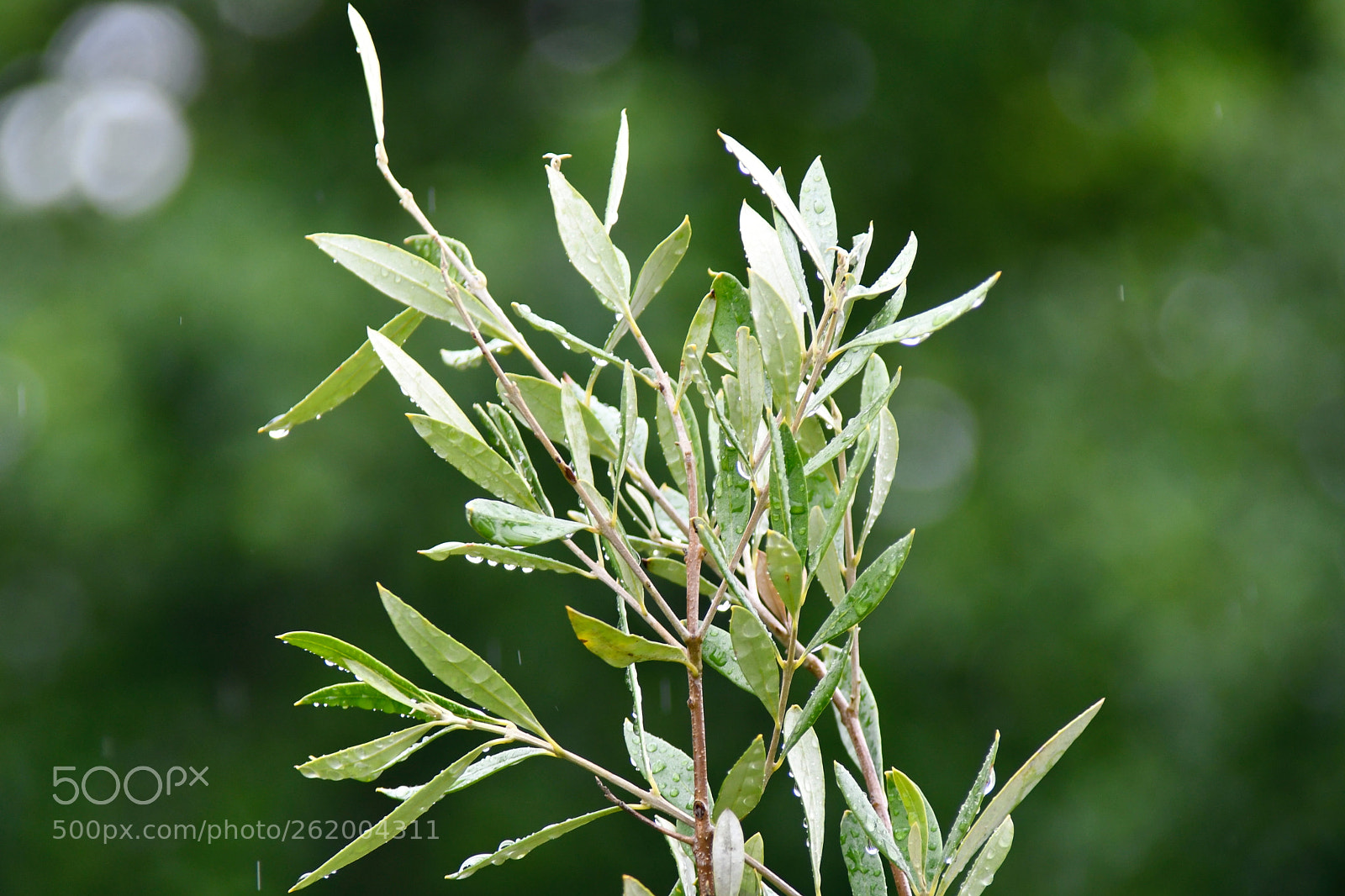 Nikon D7500 sample photo. Wet green shoots photography