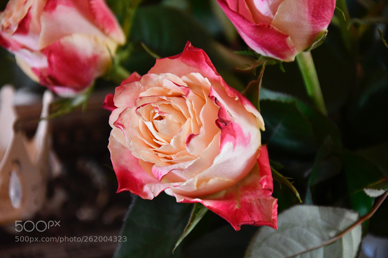Nikon D7500 sample photo. Red white rose photography