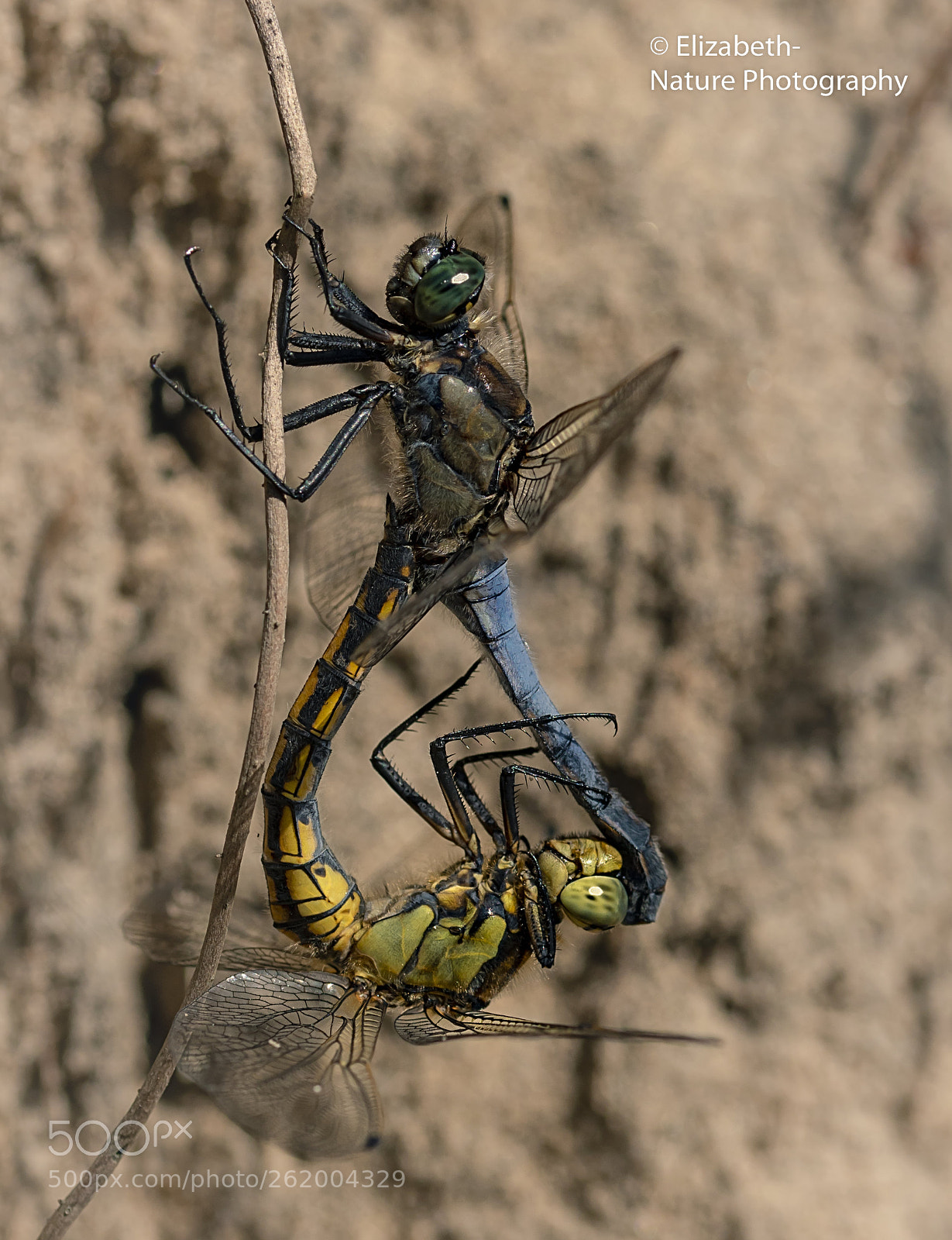 Sigma 105mm F2.8 EX DG OS HSM sample photo. Mating black-tailed skimmer photography
