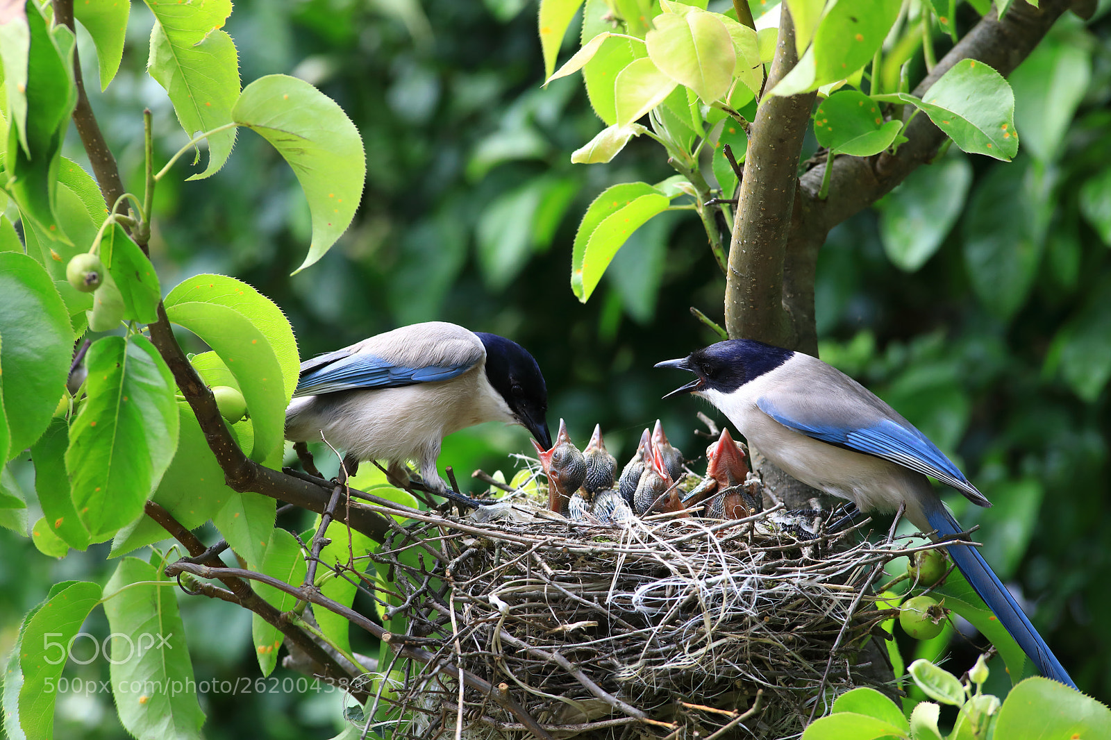 Canon EOS 5D Mark IV sample photo. Azure winged magpie photography