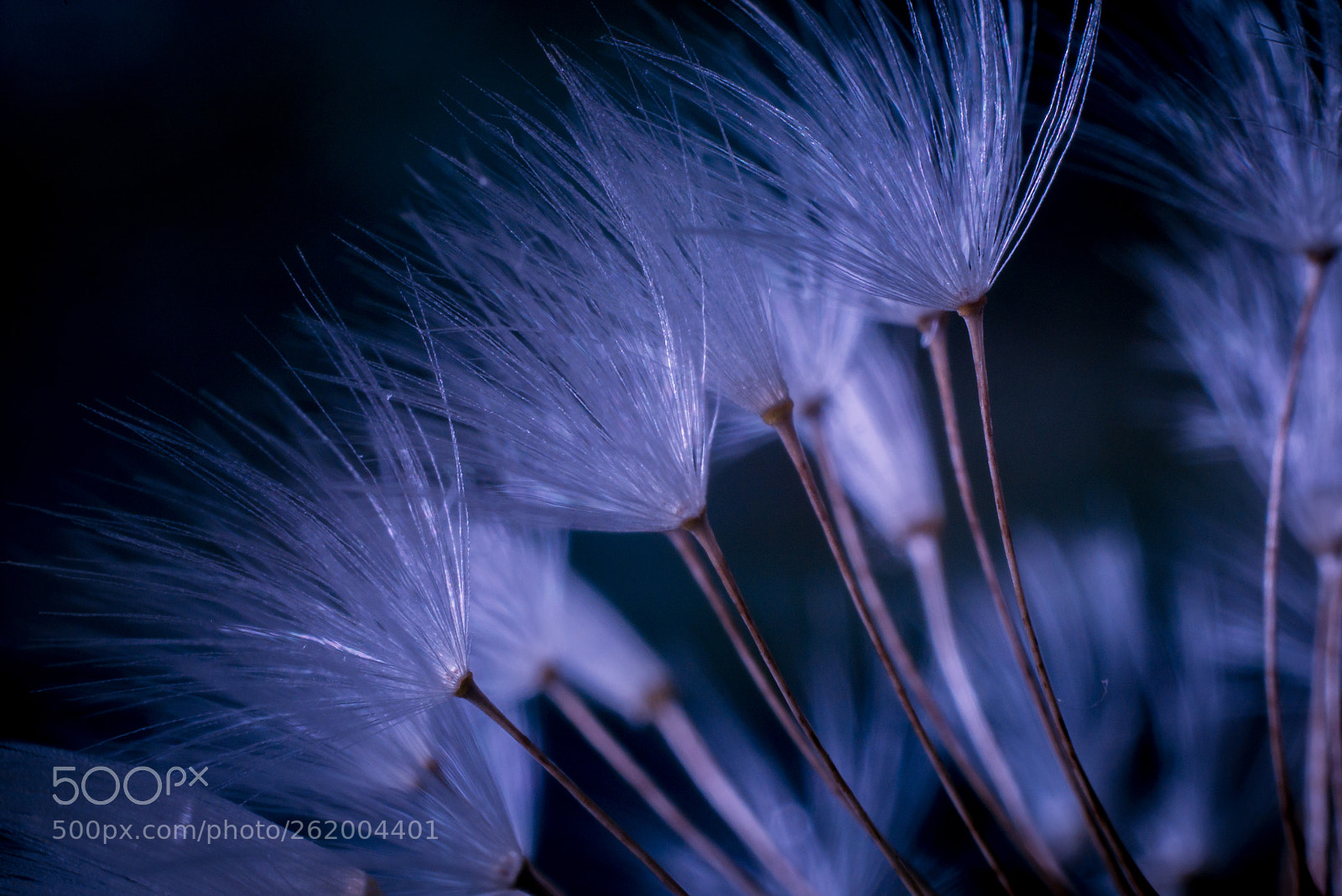 Panasonic Lumix DMC-GX7 sample photo. Dandelion forrest photography