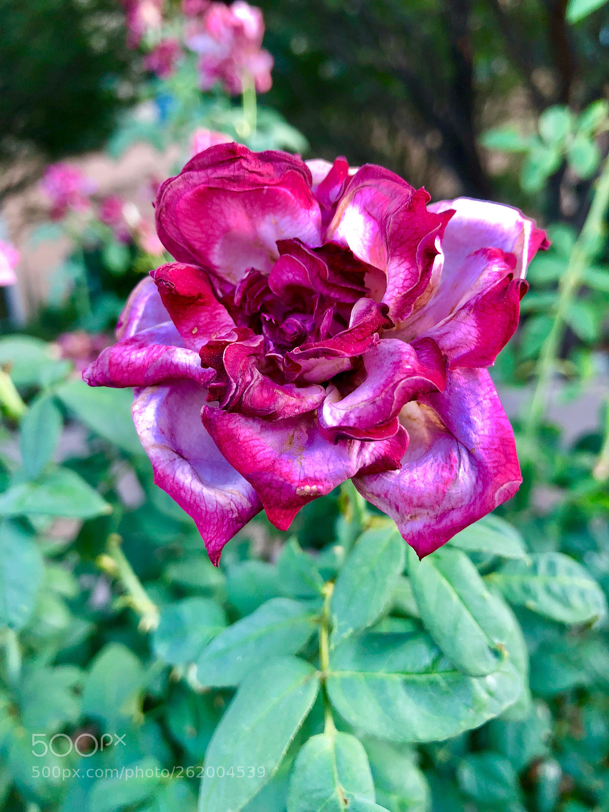 Apple iPhone 8 Plus sample photo. Most beautiful wilting rose! photography