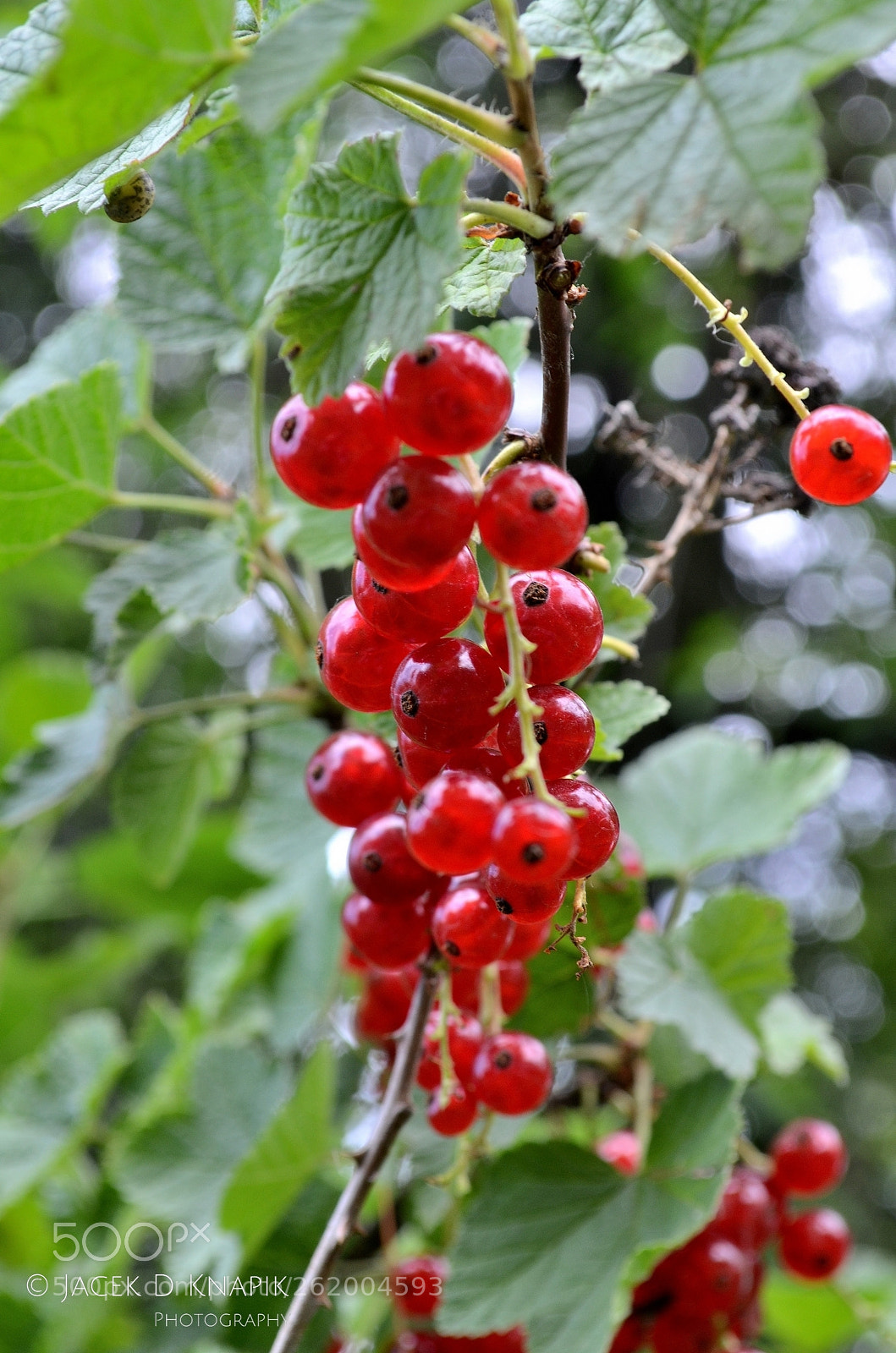 Nikon D5100 sample photo. G photography
