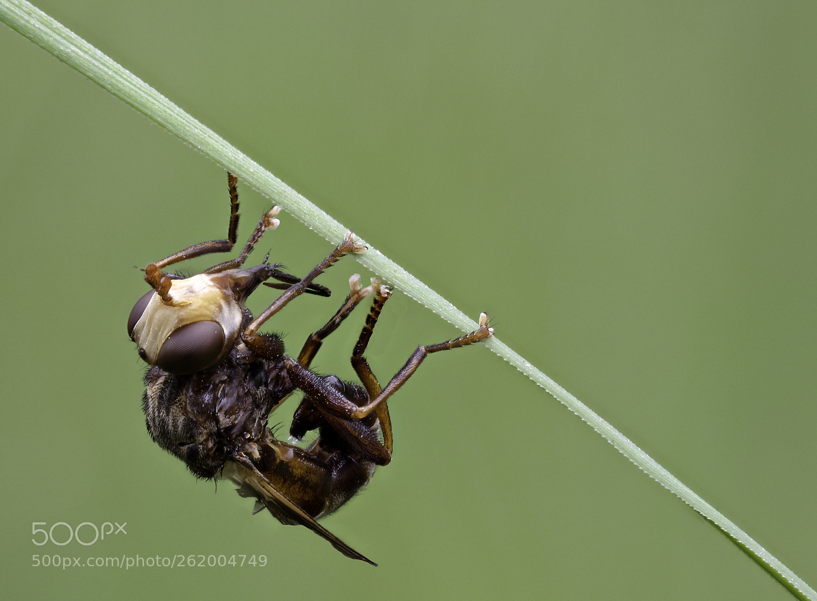Olympus OM-D E-M1 Mark II sample photo. Sicus ferrugineus #2 photography