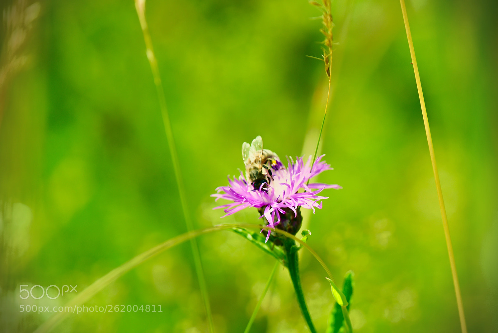 Nikon D750 sample photo. Abeille photography