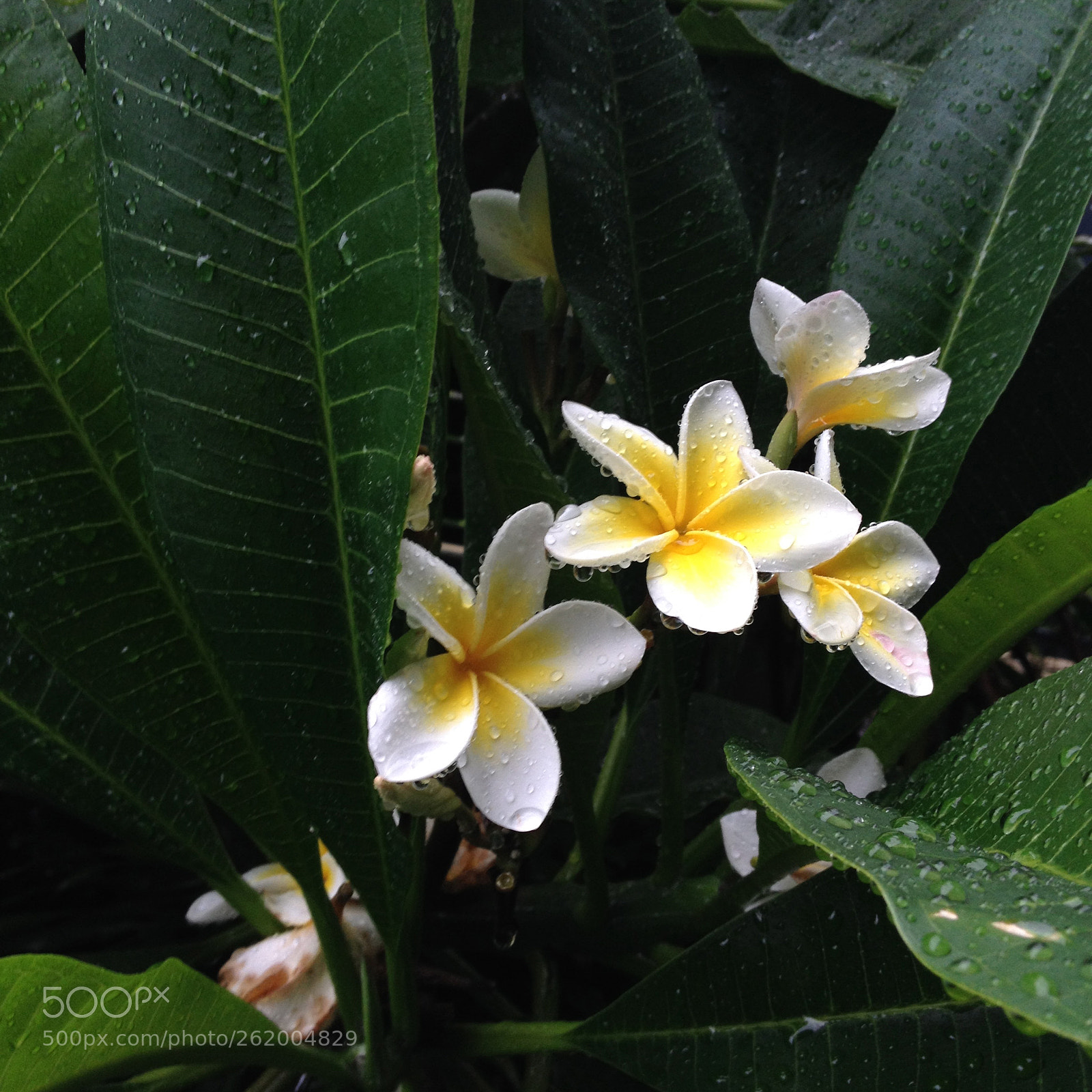 Apple iPhone 4S sample photo. Frangipanis photography