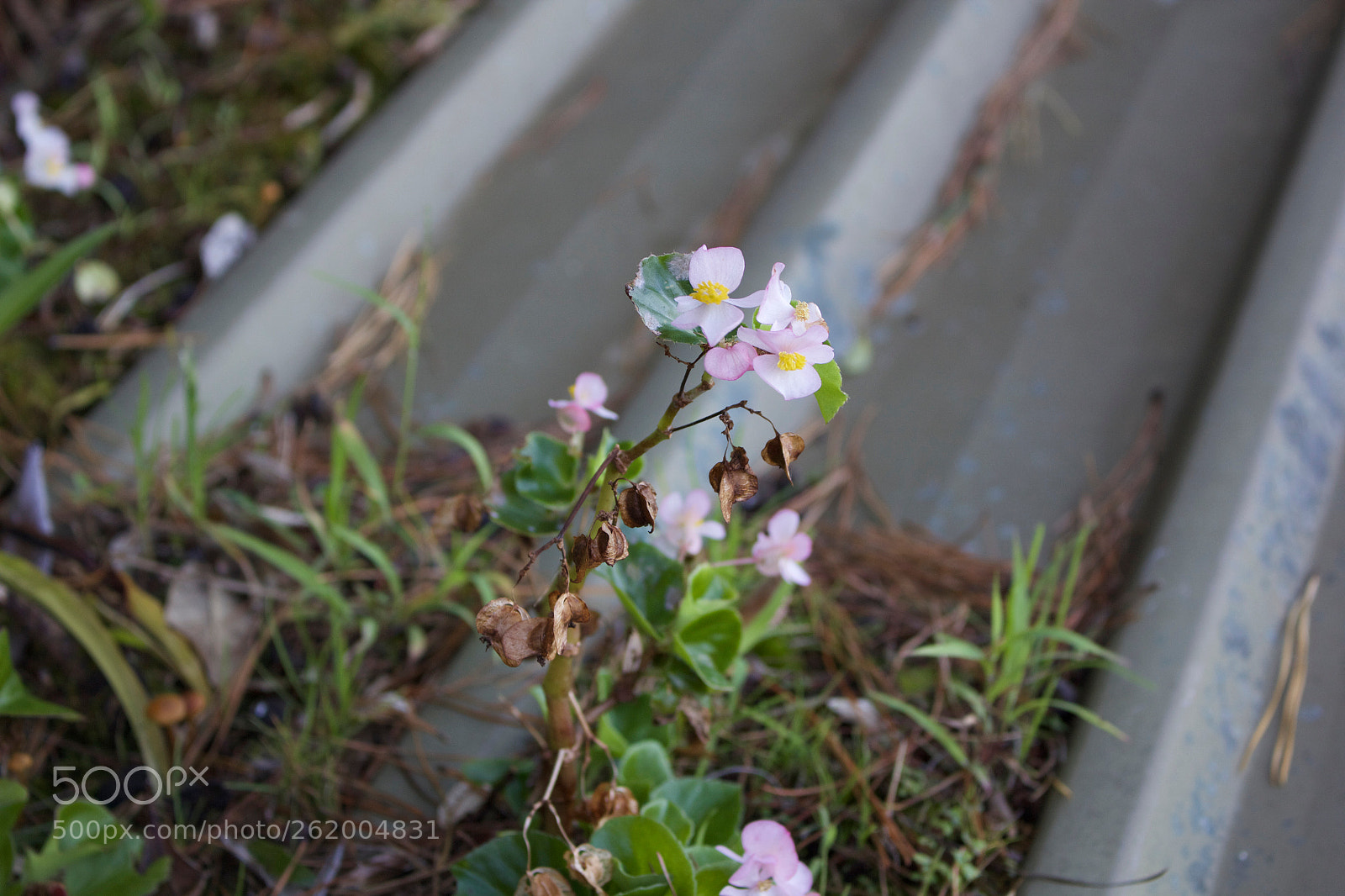 Canon EOS 60D sample photo. Shed photography