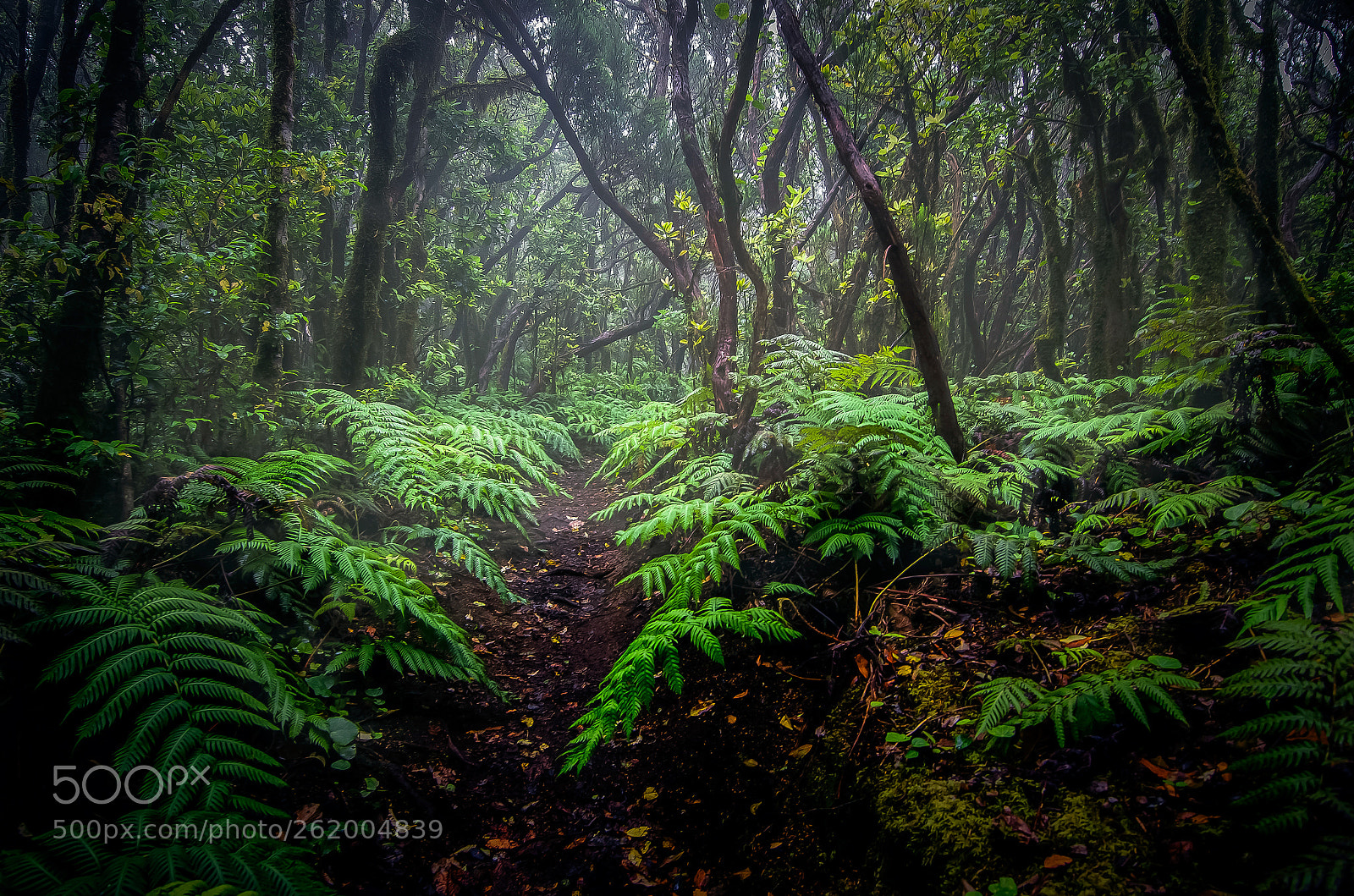 Nikon D7000 sample photo. En el bosque.. photography