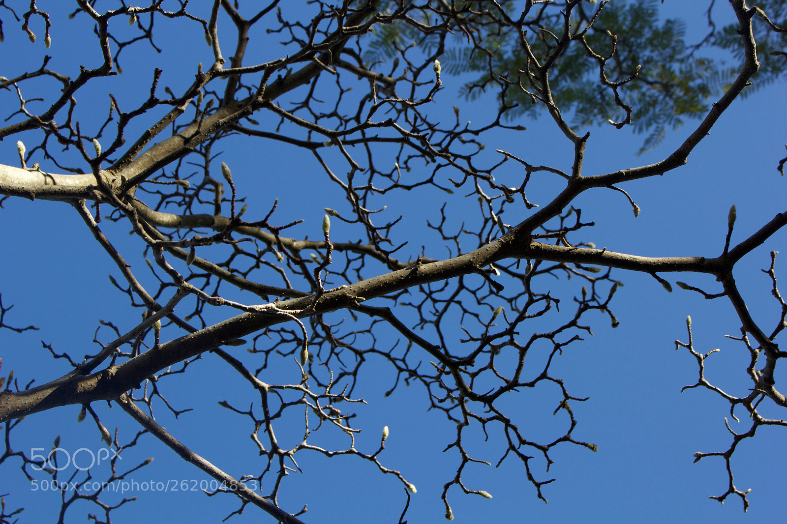 Canon EOS 60D sample photo. Tree photography