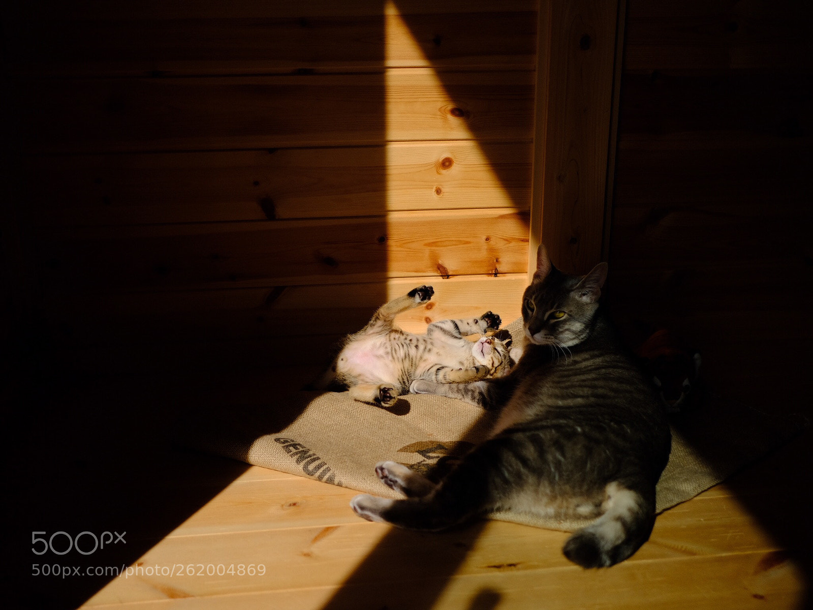 Fujifilm X-T2 sample photo. Untitled photography
