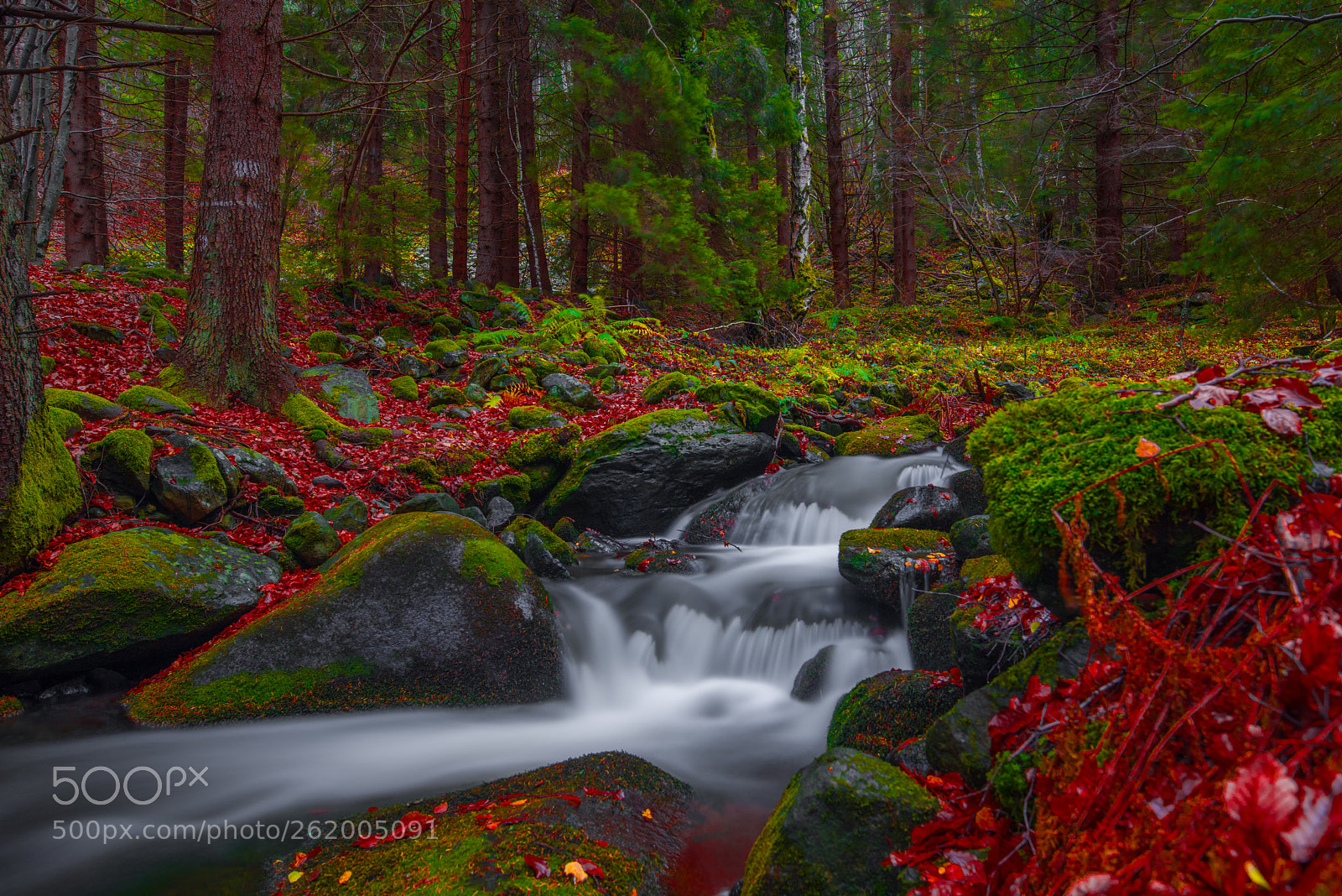 Nikon D810 sample photo. Autumn river photography