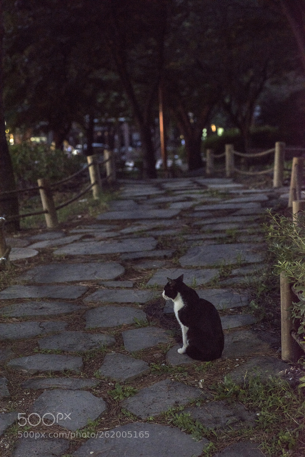 Nikon D810 sample photo. In a world   no.33 photography