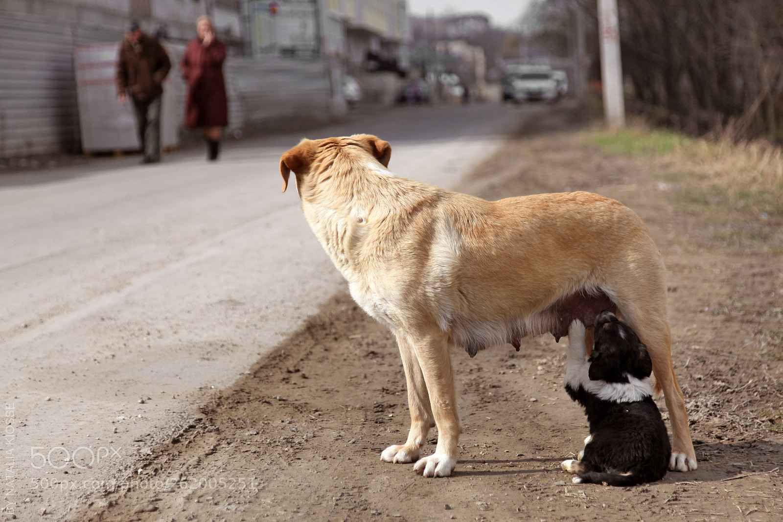 Canon EOS 5D Mark II sample photo. People and dogs-1 photography