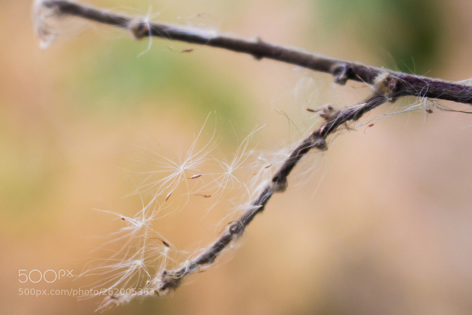 Canon EOS 700D (EOS Rebel T5i / EOS Kiss X7i) sample photo. Cotton buddings photography