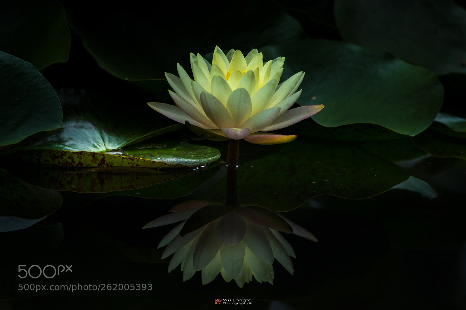 Sony a7 II sample photo. Water lily photography