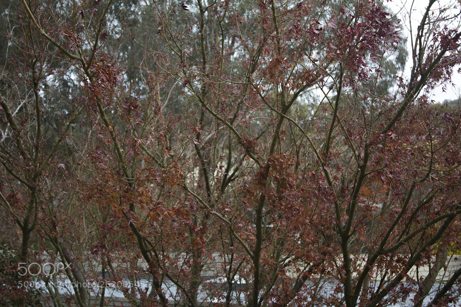 Canon EOS 550D (EOS Rebel T2i / EOS Kiss X4) sample photo. Autumn trees photography