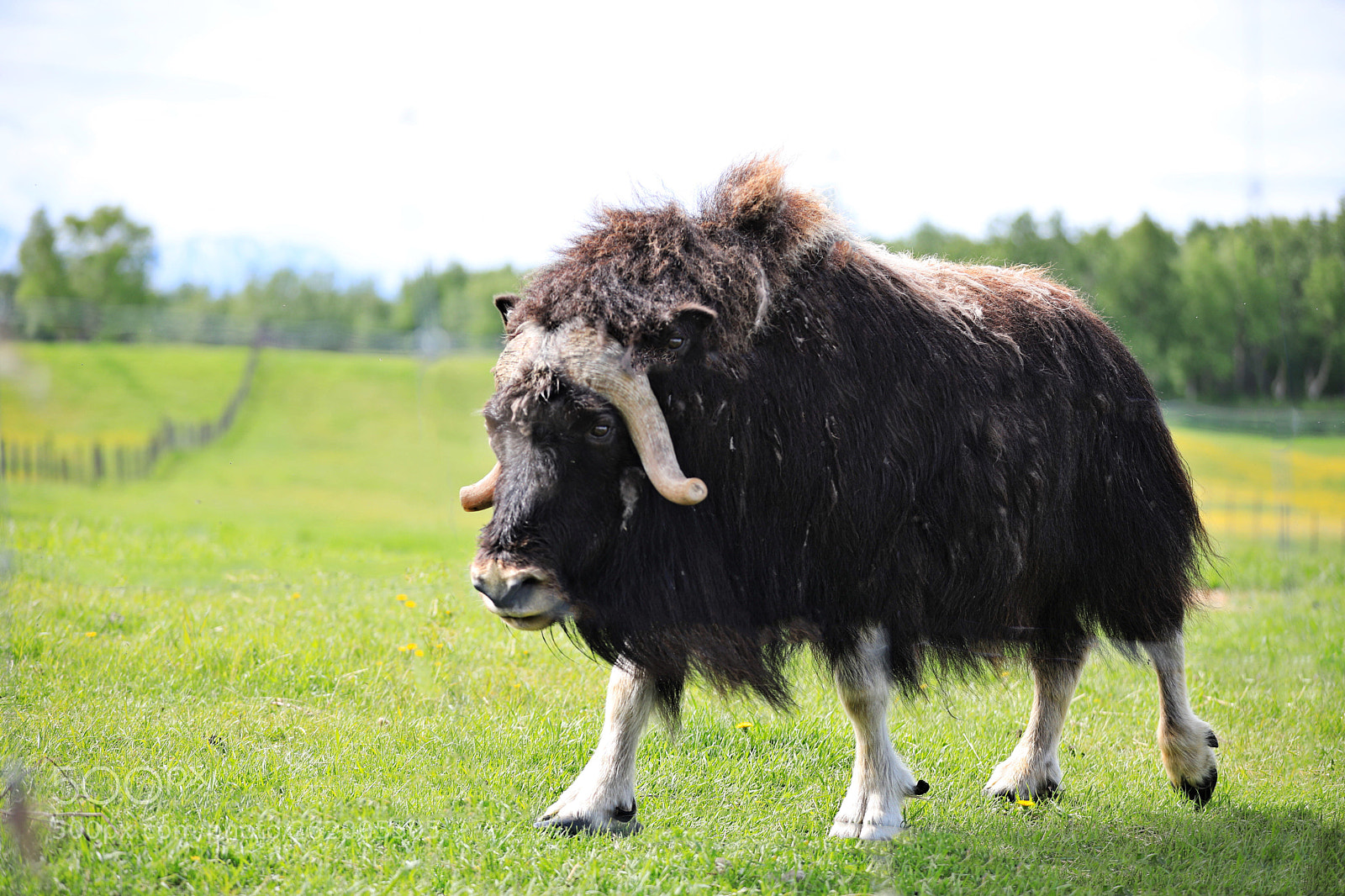 Canon EOS 5D Mark IV sample photo. Musk ox. palmer, alaska photography