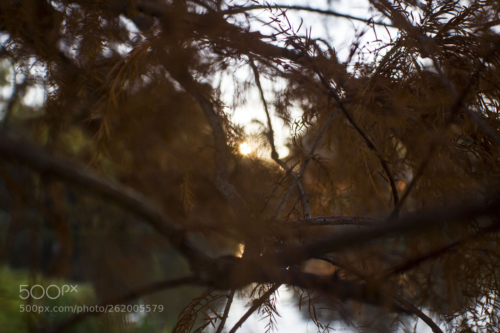 Canon EOS 550D (EOS Rebel T2i / EOS Kiss X4) sample photo. Golden hour photography