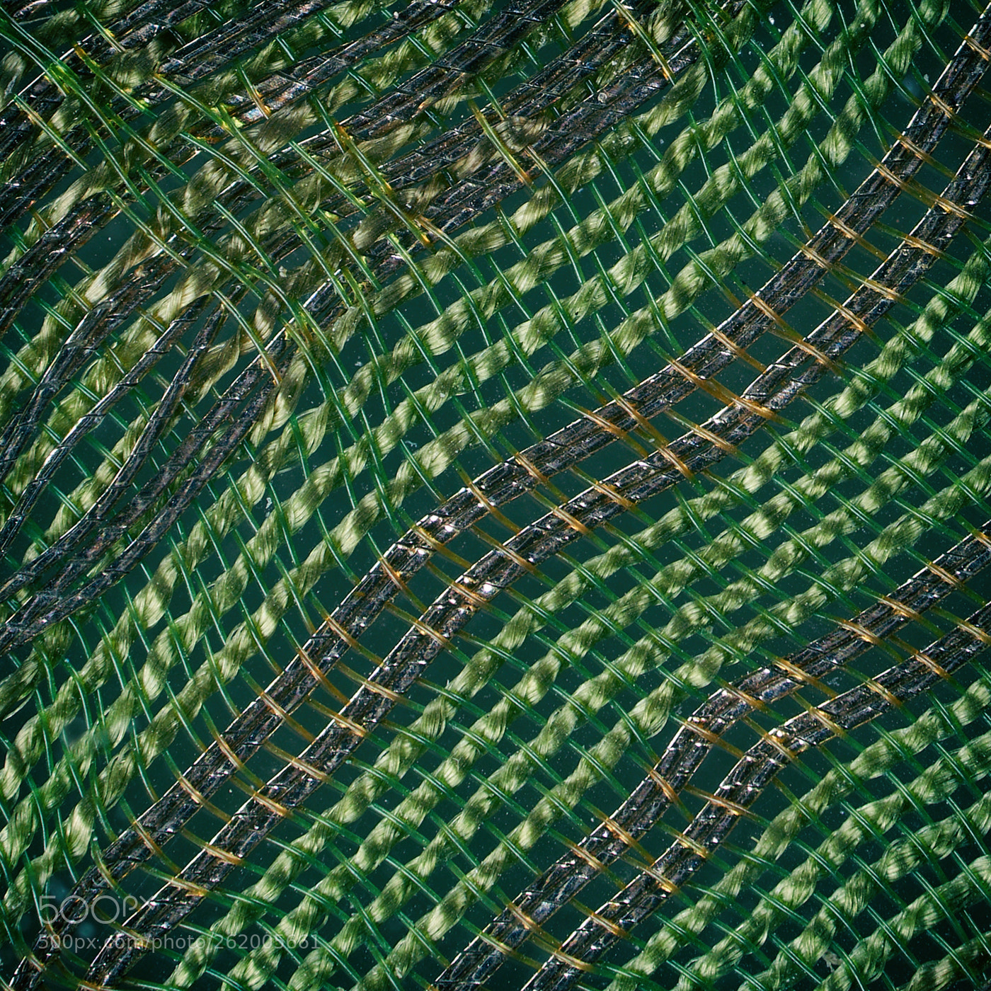 Sony a6000 sample photo. Intertwined photography