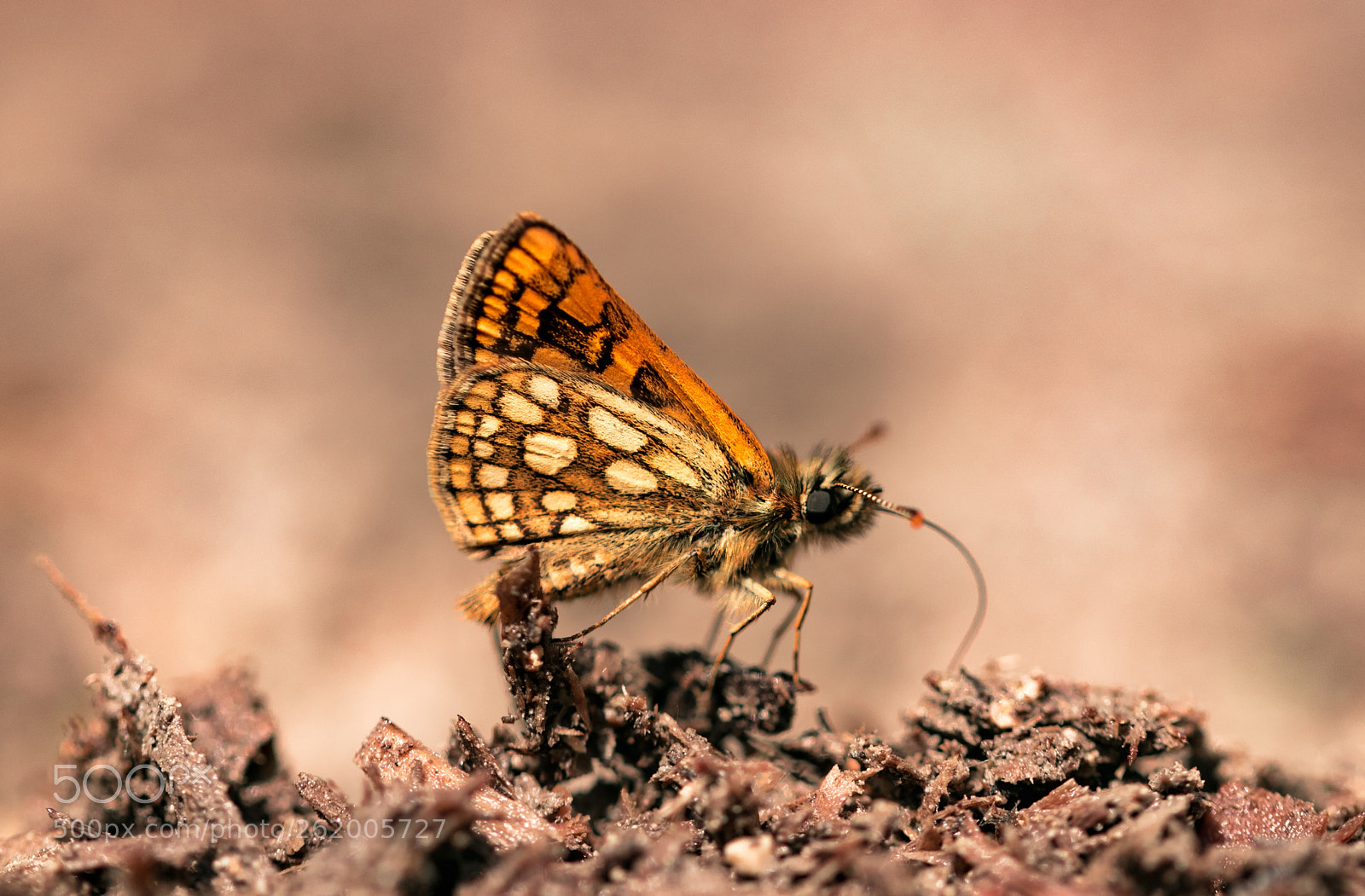 Canon EOS 80D sample photo. Chequered skipper photography