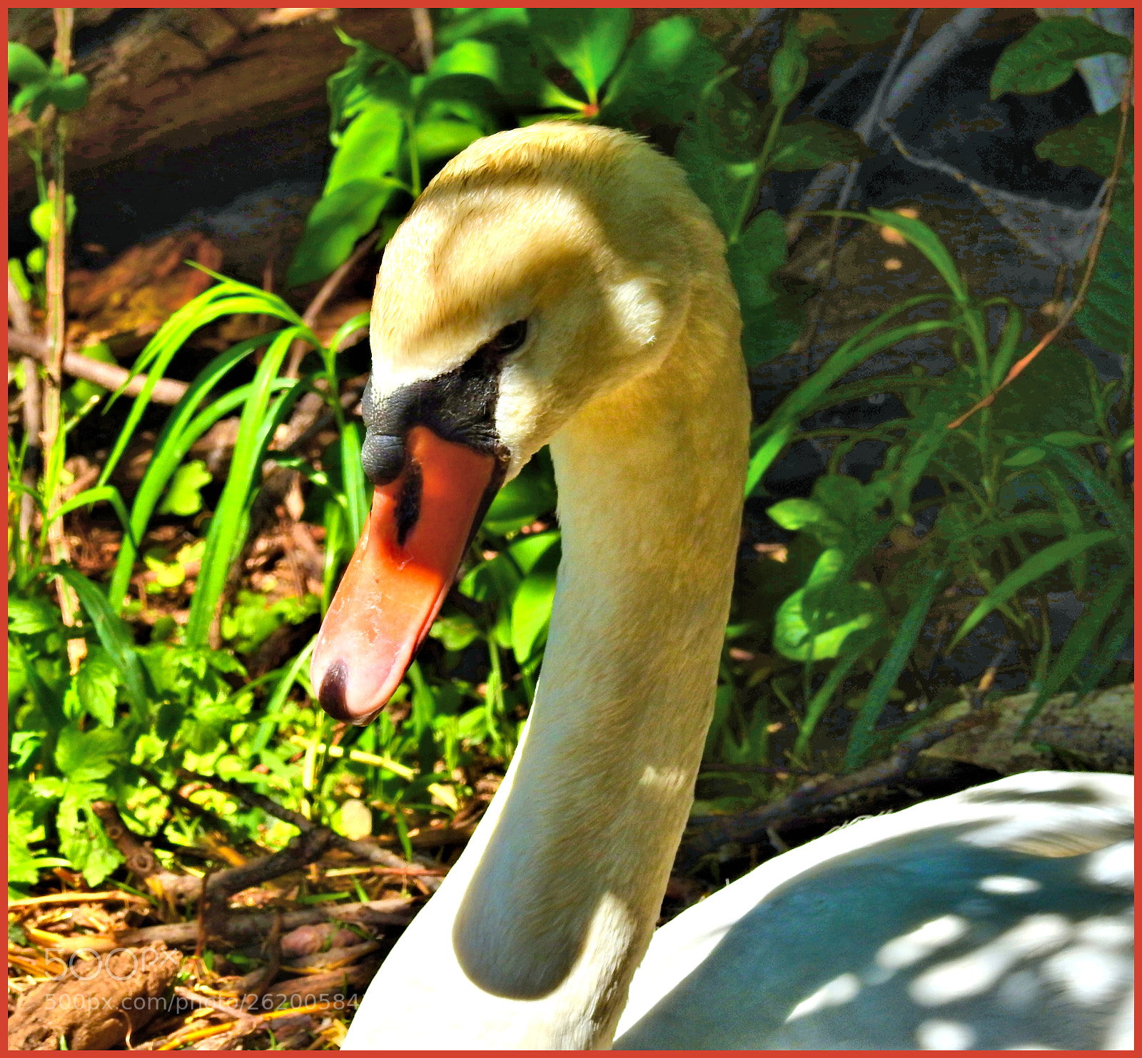 Nikon Coolpix P900 sample photo. Swan pose ll photography