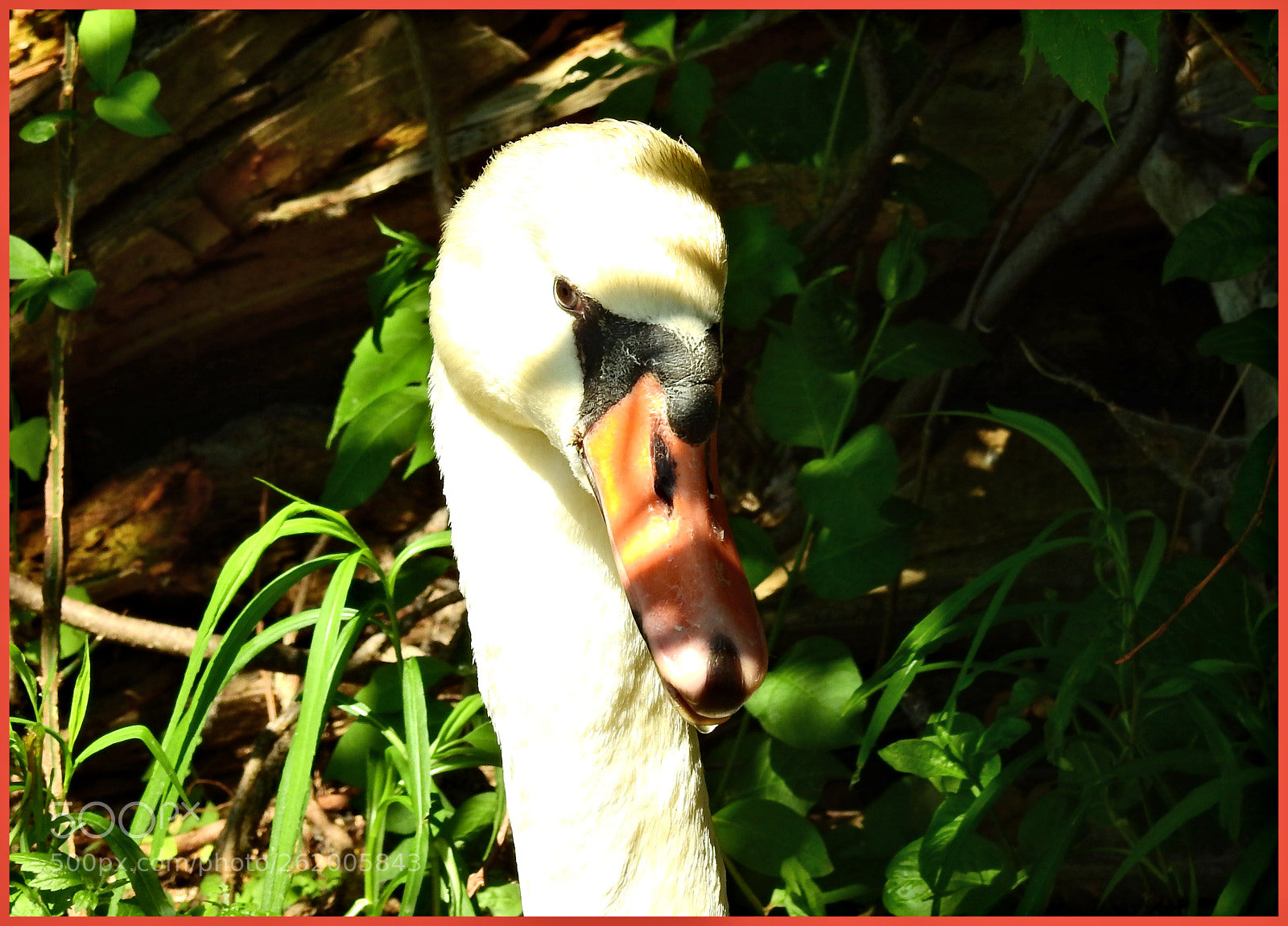 Nikon Coolpix P900 sample photo. Swan pose photography
