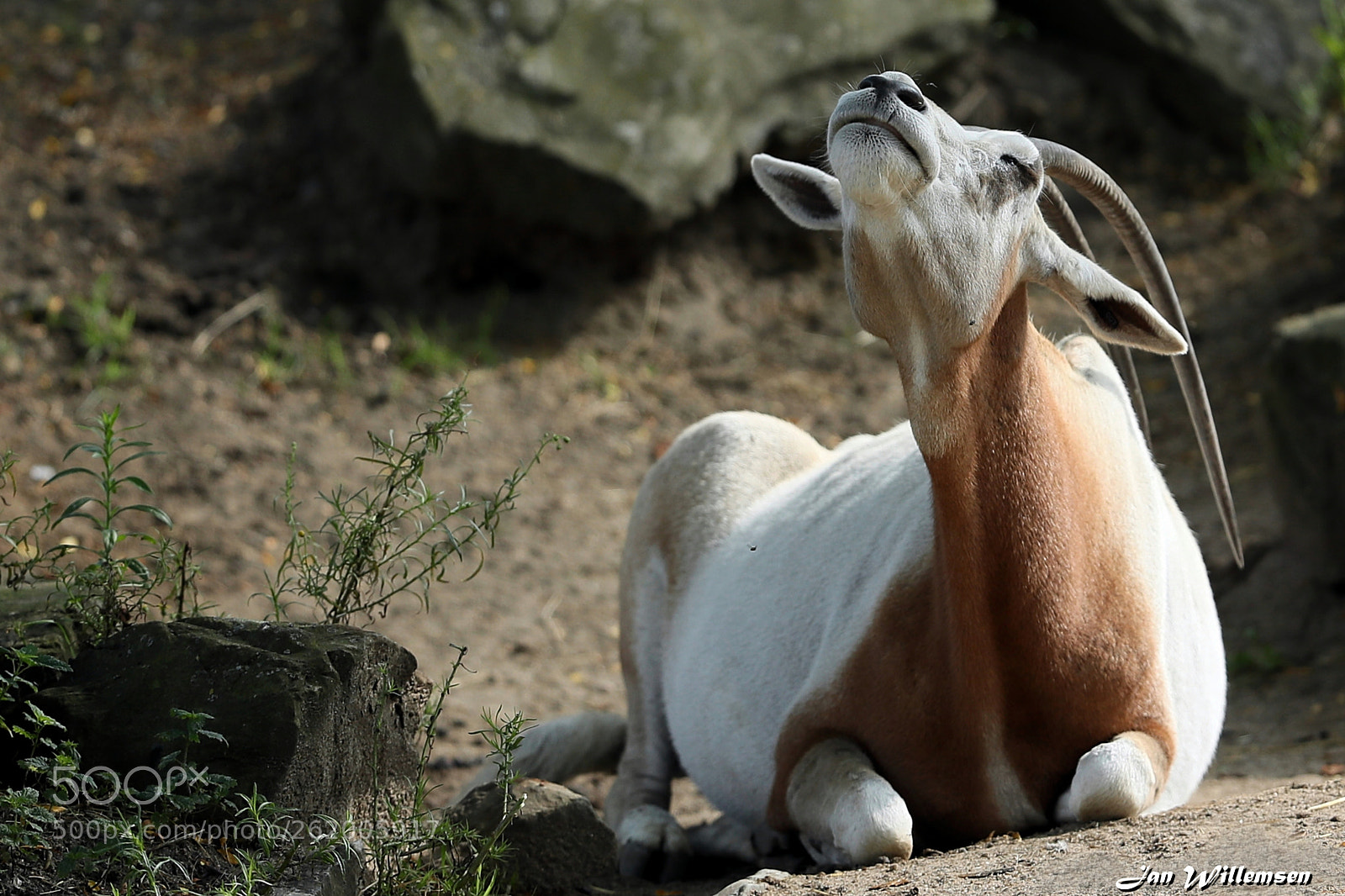 Canon EF 300mm F2.8L IS II USM sample photo. Sable antelope photography