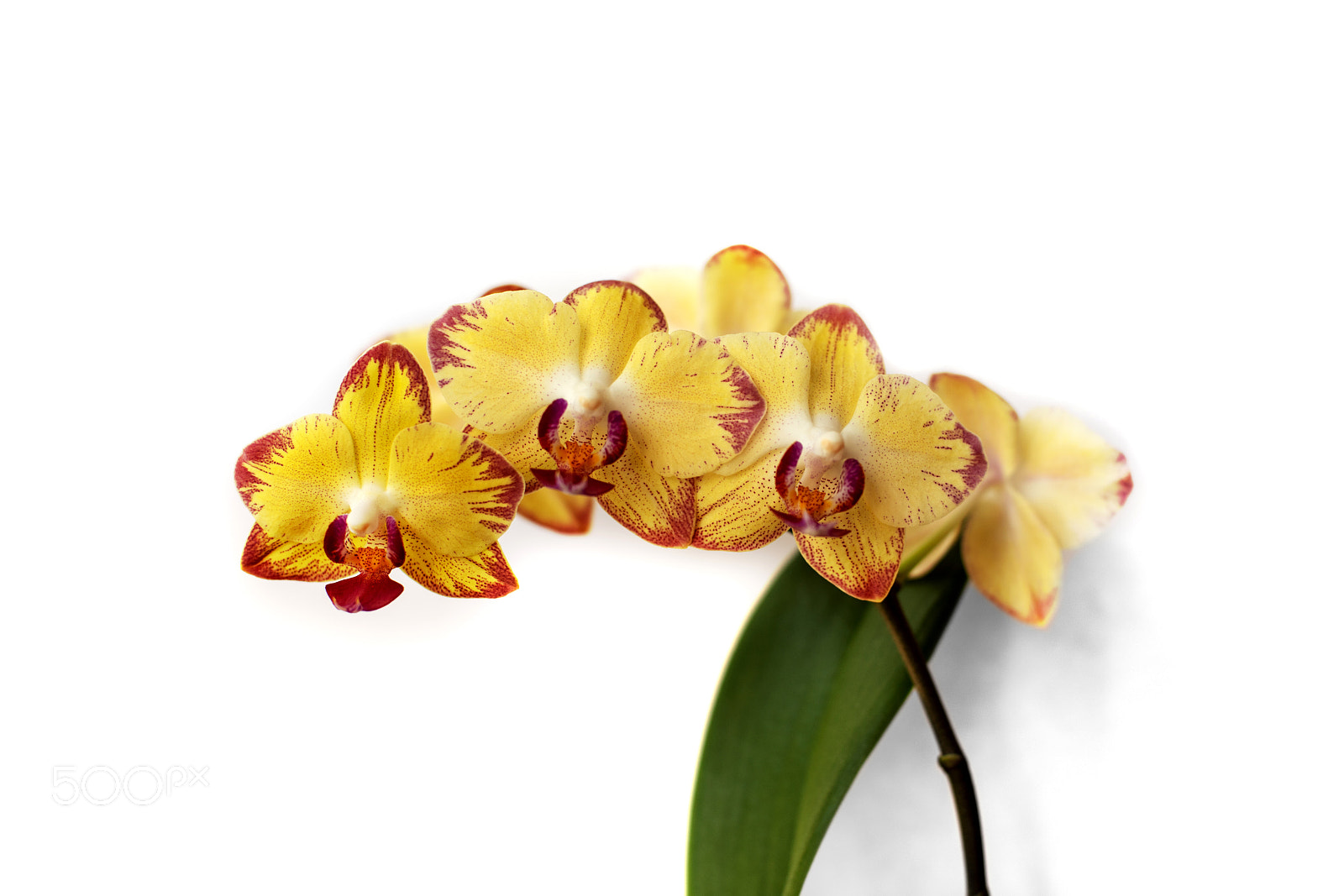 Nikon D750 sample photo. Orchid flower on white photography