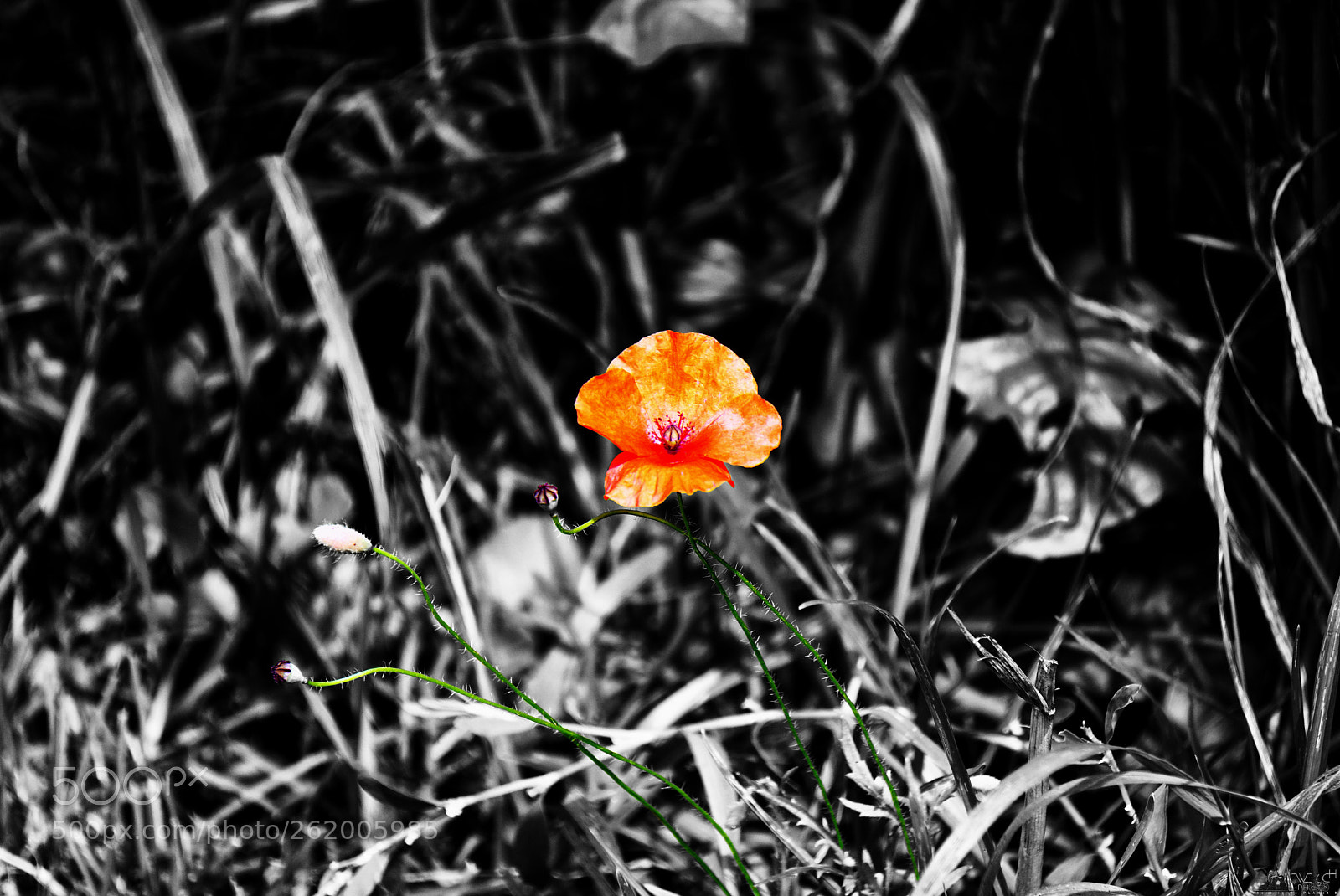 Sony a6000 sample photo. Color splash poppy photography