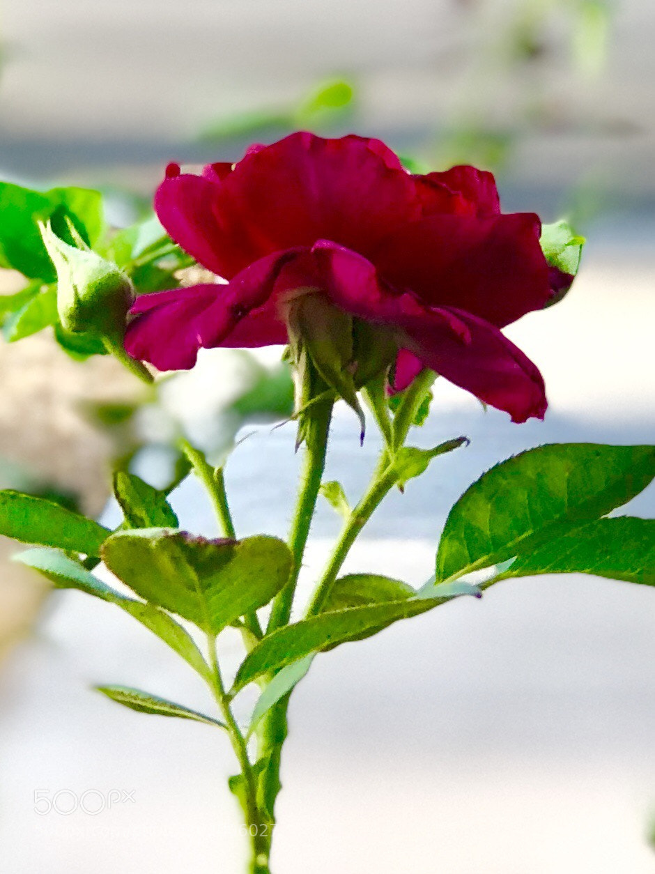 Apple iPhone 8 Plus sample photo. Red, red rose.... photography