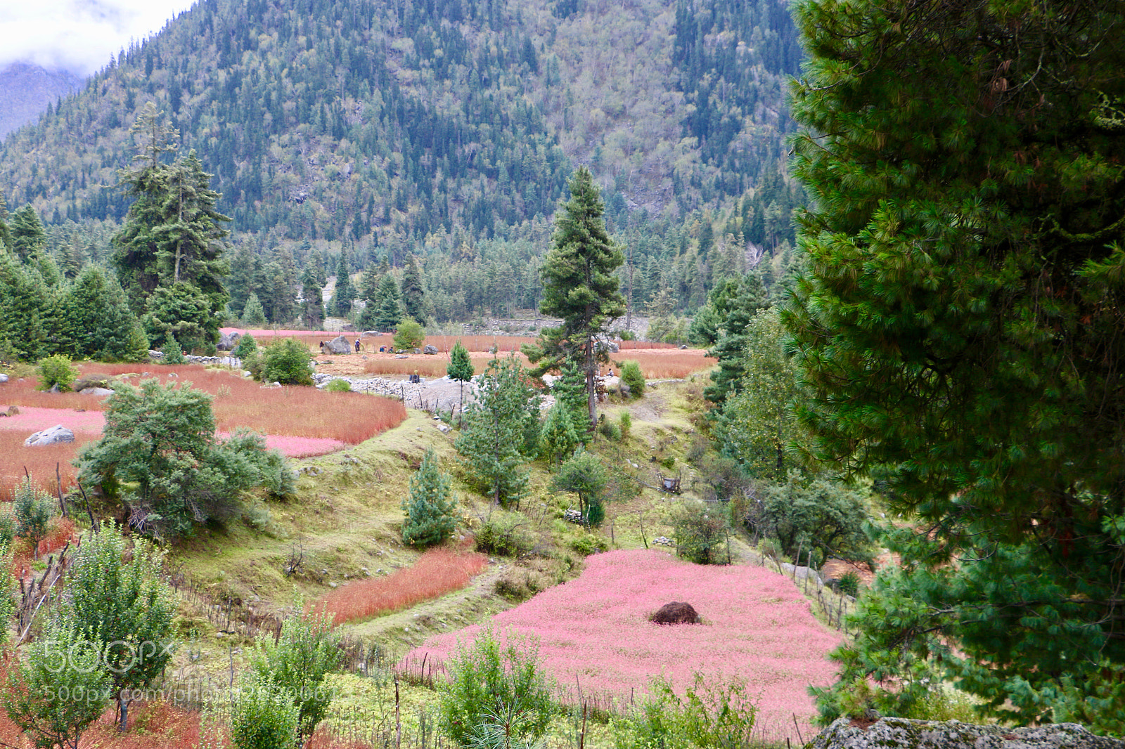 Canon EOS 70D sample photo. Pink fields of chitkul photography