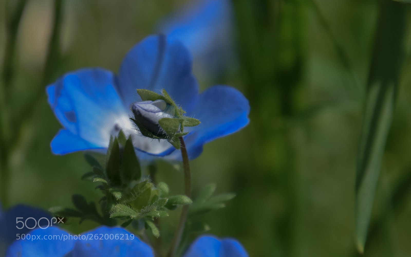Nikon D5500 sample photo. Generations photography