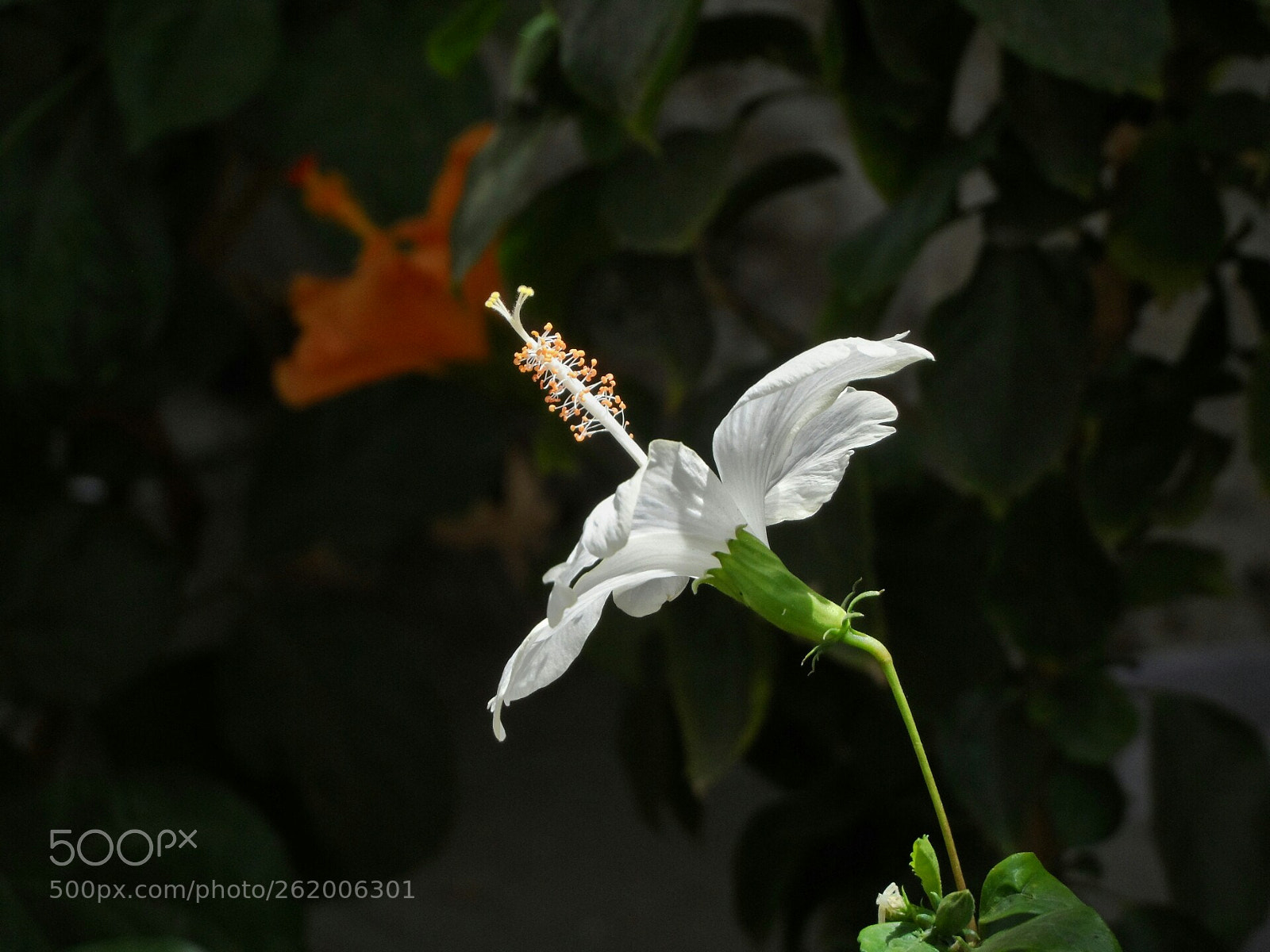 Samsung WB150 / WB150F / WB152 / WB152F / WB151 / WB151F / WB140 sample photo. Two colours hibiscus flowers photography
