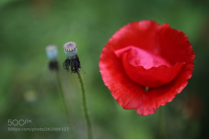 Canon EOS 6D + Canon EF 24-70mm F2.8L USM sample photo. Img photography