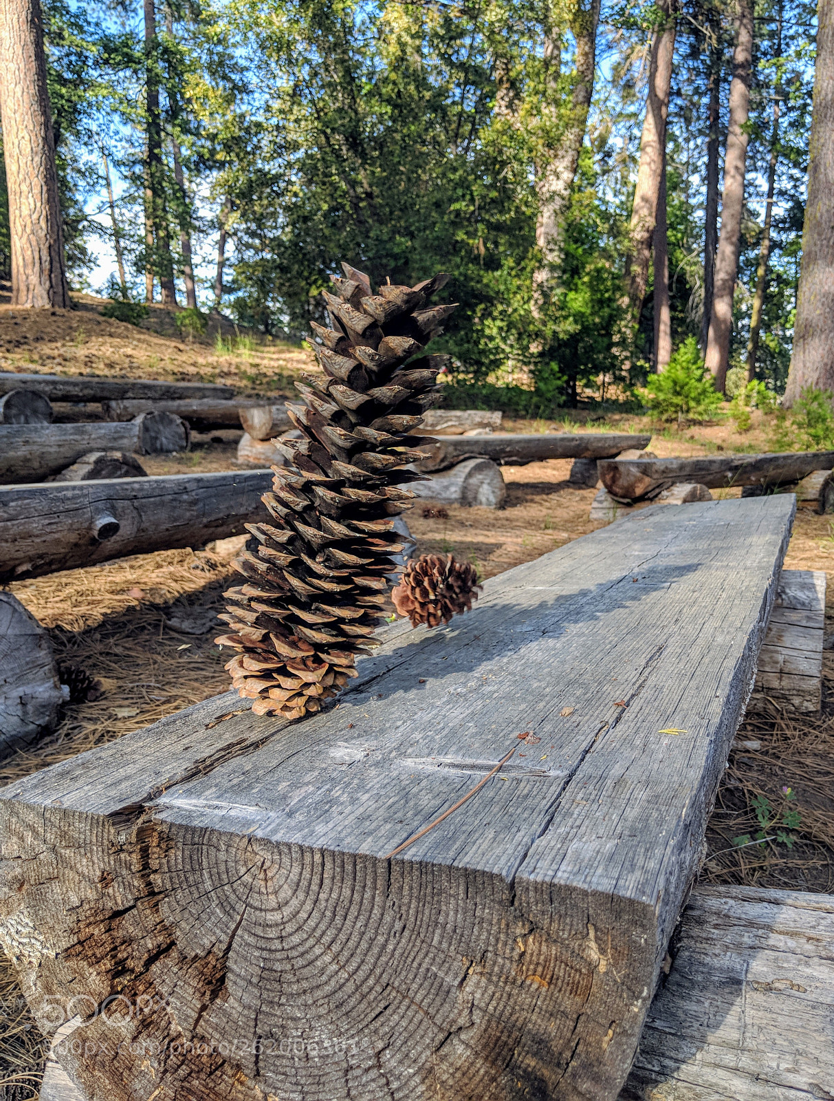 Google Pixel 2 sample photo. Pines photography