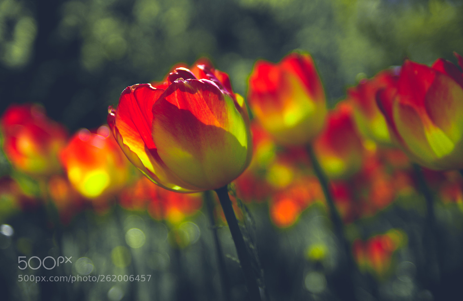 Sony SLT-A77 sample photo. Tulips photography