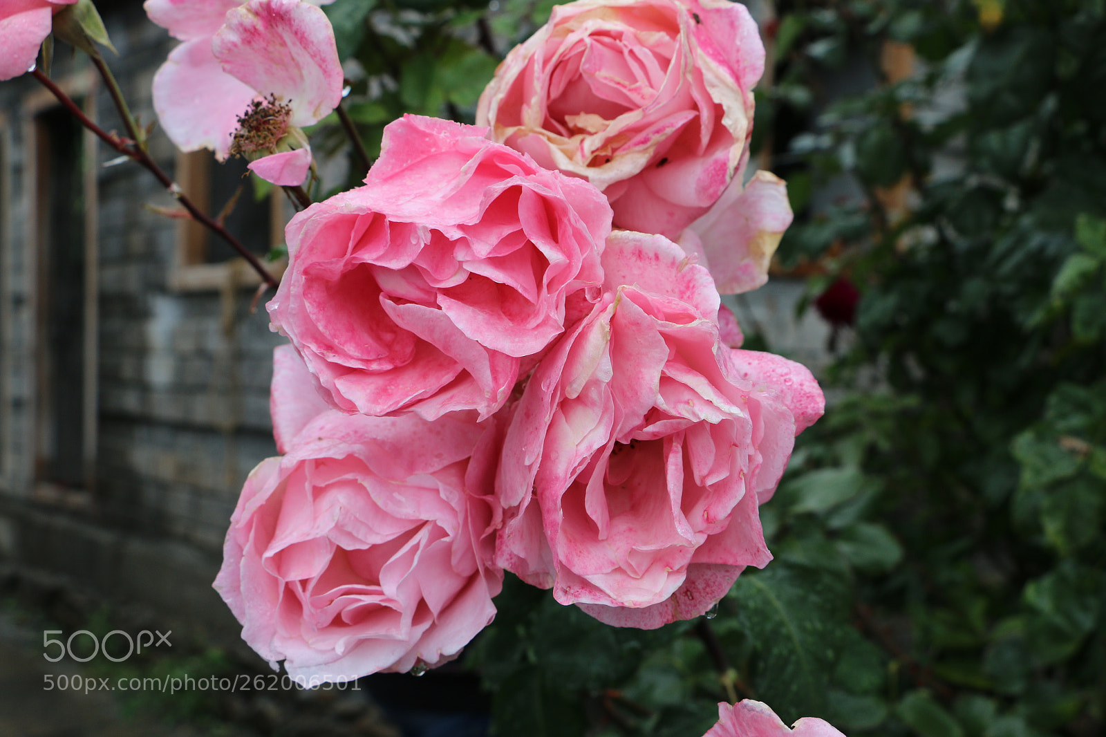 Canon EOS 70D sample photo. Pink roses in bloom photography