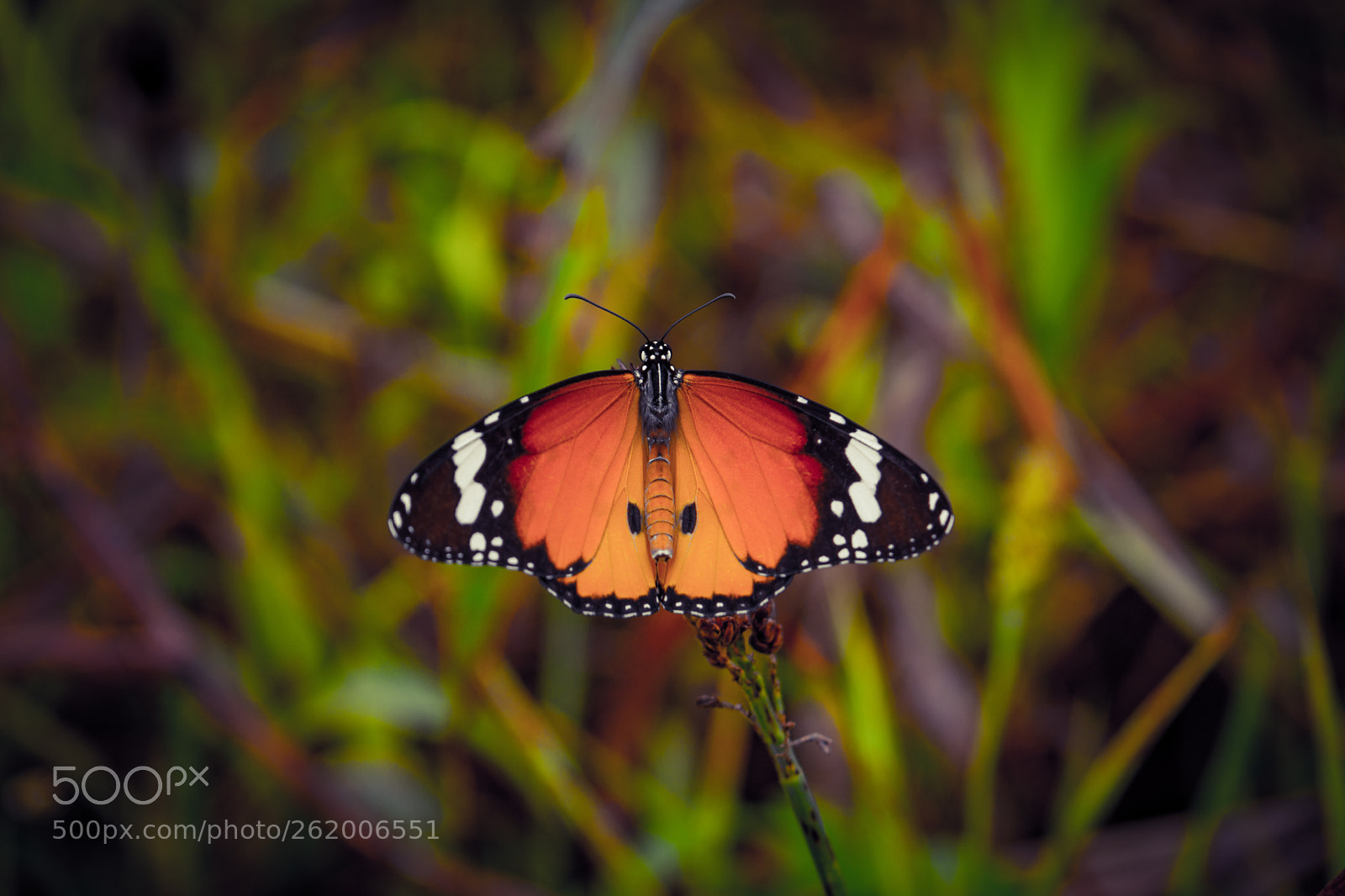 Nikon D5200 sample photo. Butterfly photography