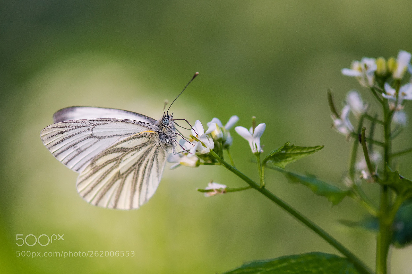 Nikon D500 sample photo. Another pieris napi pi photography