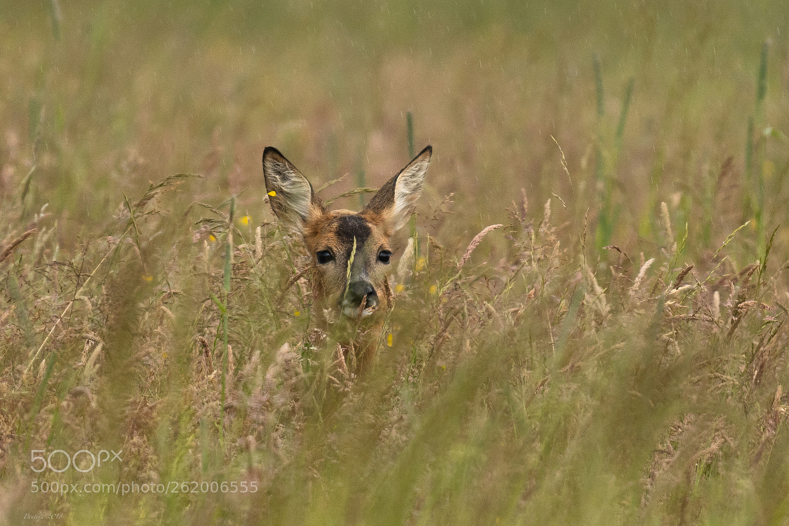 Nikon D500 sample photo. I see you photography
