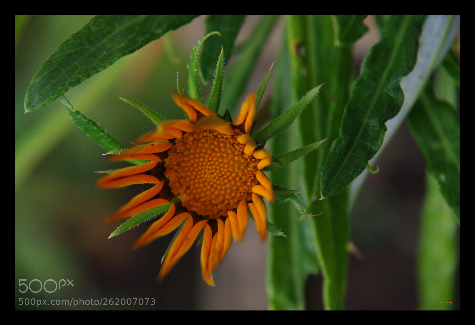 Pentax K-3 sample photo. Soleil photography