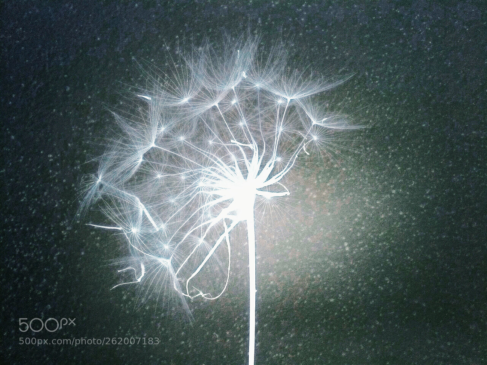 LG BELLO II sample photo. Dandelion photography