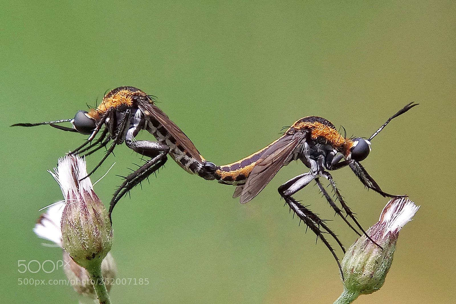 Xiaomi Redmi Note 4 sample photo. Mating photography